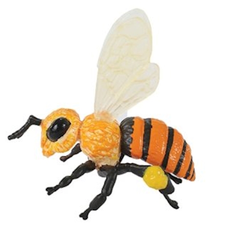 Lebenszyklus Biene